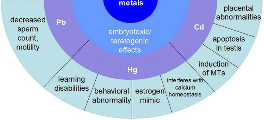 MT = metallothionein: small cysteine-rich protein thought to play a critical role in cellular detoxification of inorganic