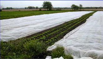 Reduced evapotranspiration Good for beans, beets, carrot,