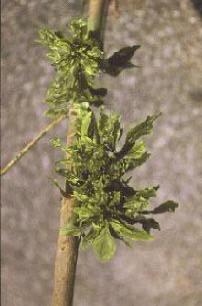 Green ash exhibit symptoms similar to white ash but appear to sustain less dieback and sometimes produce witches-brooms without other distinctive symptoms (Figure 9).