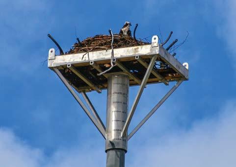 The operation was undertaken to protect the beautiful raptors from noise and human activity taking place as part of the ongoing reclamation work on the site.