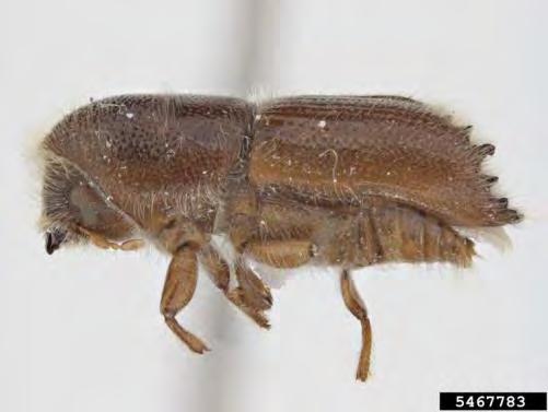 pine beetle (Dendroctonus