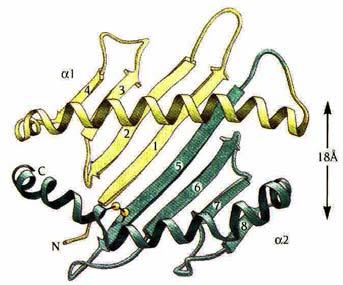 II MHCII is a heterodimer displayed on antigen