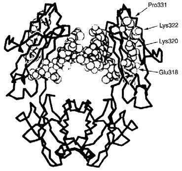 the Fc fragment of Ab recognition of peptidoglycans (polymer of peptide and sugar found on the outside of bacteria) by the