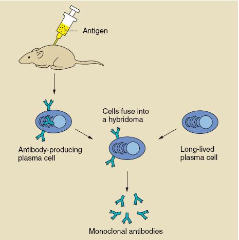 Making antibodies in culture Monoclonal antibodies are produced in