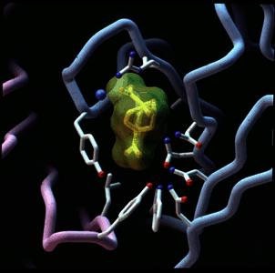 Catalytic antibody Antibodies can be trained to bind anything, including molecules that resemble the transition state of a chemical reaction Antibody binding would stabilize the transition state and
