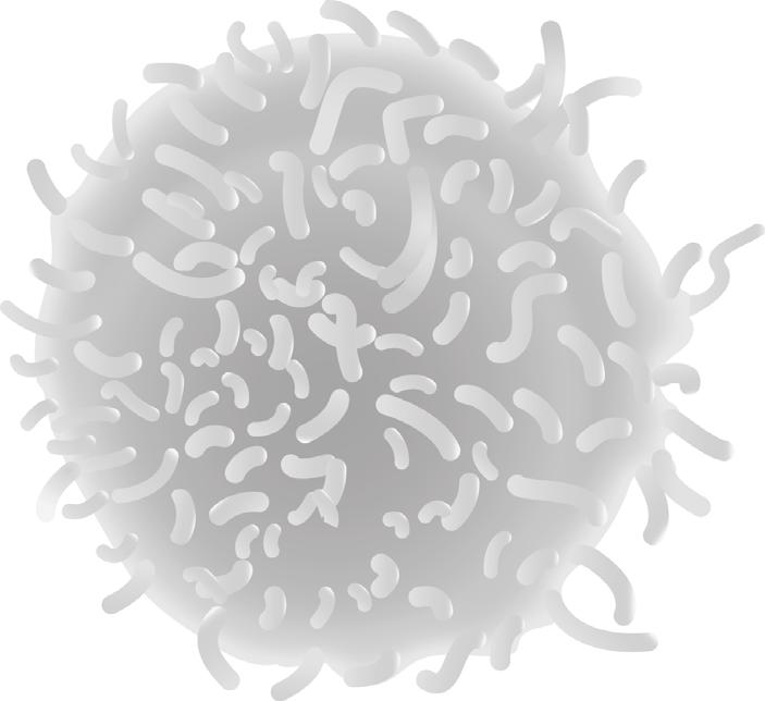 11.2 Figure 11.2 shows an image of a white blood cell. Figure 11.2 The actual size of the cell is 12 μm The diameter of the image is 60 mm Calculate the magnification of the image.