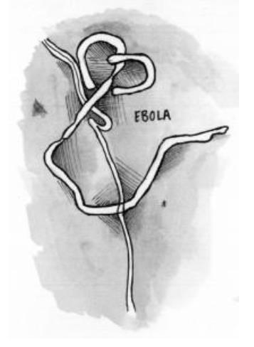 Ebola Epidemic: Student Worksheet Ebola Virus Disease (EVD), also known as Ebola hemorrhagic fever, is a rare and deadly disease.