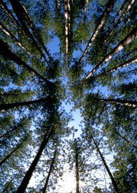 Are old-growth forests carbon sinks? The conventional answer is no, but recent evidence suggests that many old-growth forests are in fact moderate carbon sinks.
