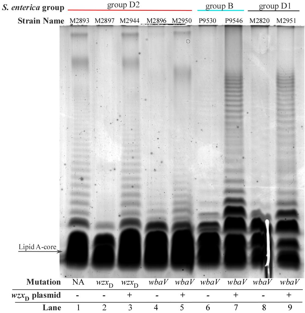 Fig. S5. Effect of over-expression of the wzx D gene in wbav mutants of Salmonella enterica groups D2, B1 and D1, that produce repeat units lacking the side-branch tyvelose or abequose.