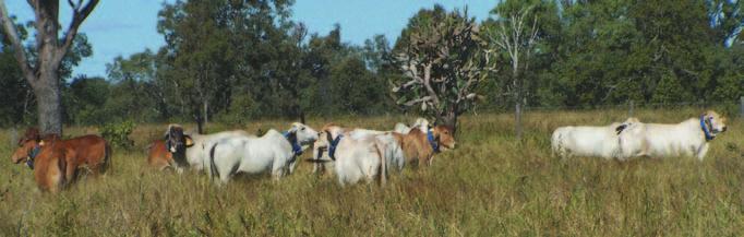 onservation and protected areas Key findings Fifty-three percent of graziers are using practices that are likely to maintain land in good to very good condition, or improve land in lesser condition.