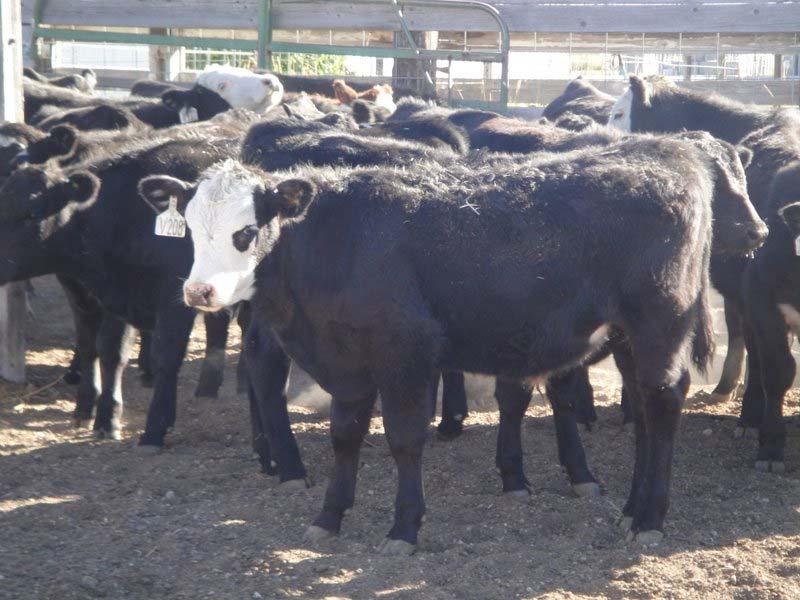 Acclimation of Heifers - OSU After the acclimation process 3.0 2.5 Acclimated Control P < 0.