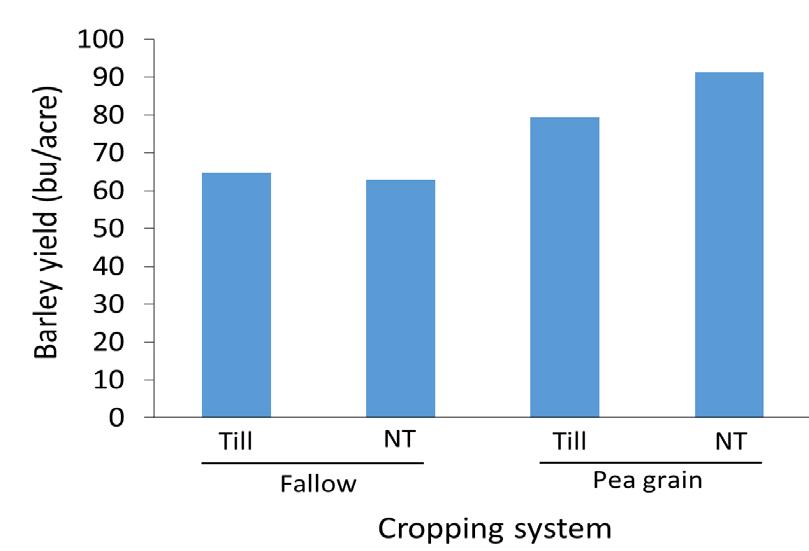 Barley yield and SOM in 2012 after fallow for both