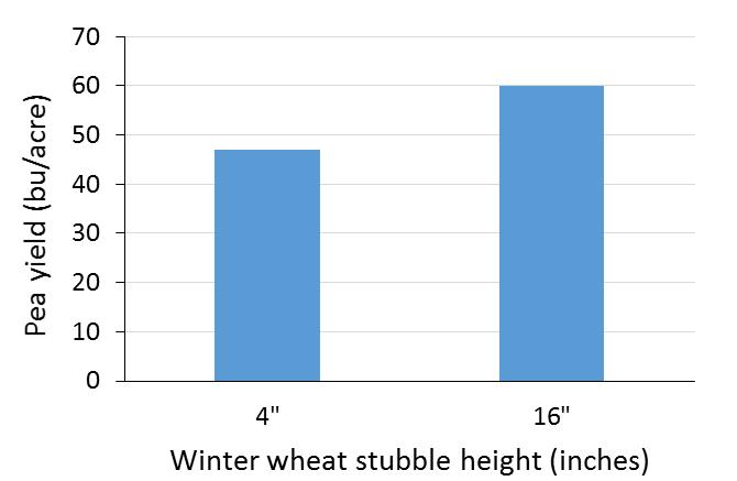 Pea yields in MT for short vs tall winter wheat