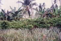 Under the maramihang pagtatanim multi-storey cropping system, perennial crops (coconut, banana, coffee, papaya, pineapple) and annuals/biennials (root crops: taro, yam, sweet potato etc) are