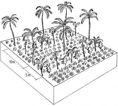 Technical drawing Multi-storey cropping includes various species interplanted systematically to optimise use of resources: pineapple and other root crops (lowest storey); rows of banana trees, coffee