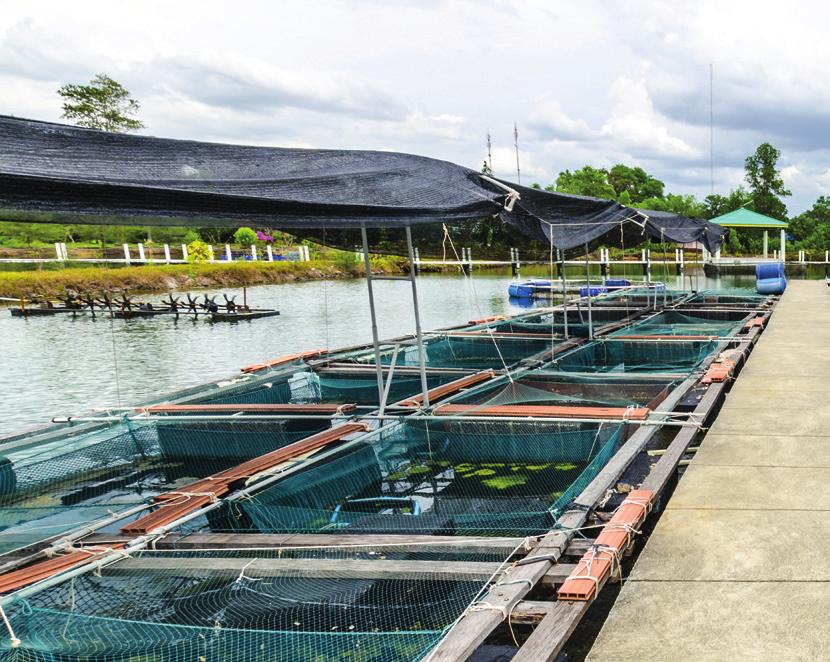P ro fi t a b l e sustainability in aquaculture By complying with the requisite standards, sustainability certification offers a premium price and allows farmers to export to higher value markets.