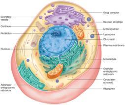 Chapter 3 Outline Plasma Membrane Cytoplasm and Its Organelles Cell and Gene Expression Protein Synthesis and Secretion DNA Synthesis and Cell Division Cell Basic