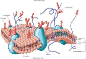 Membrane Surrounds and gives cell form Selectively permeable Formed by a double layer of phospholipids Which restricts passage of polar compounds Plasma Membrane