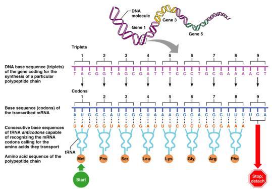 Energized by ATP, the correct amino acid is attached to each species of trna by aminoacyl-trna synthetase enzyme.