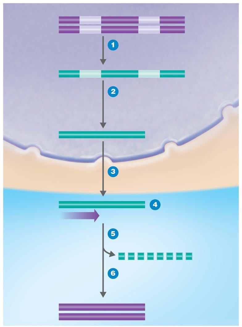 Figure 9.9 Making complementary DNA (cdna) for a eukaryotic gene. Exon Intron Exon Intron Exon Nucleus DNA RNA transcript A gene composed of exons and introns is transcribed to RNA by RNA polymerase.