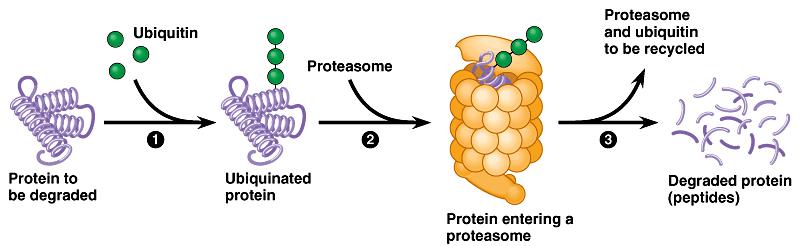 Protein processing & degradation Protein processing folding, cleaving, adding sugar groups,