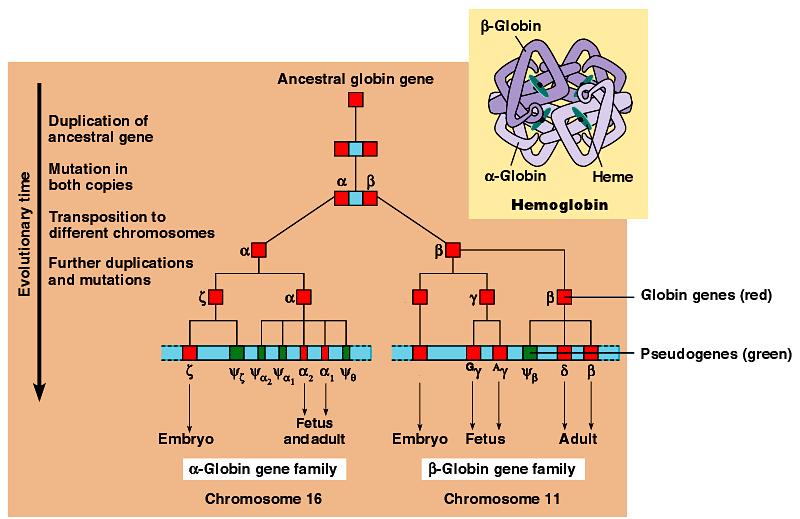 Families of genes Human globin gene family evolved from duplication of common ancestral globin gene Different