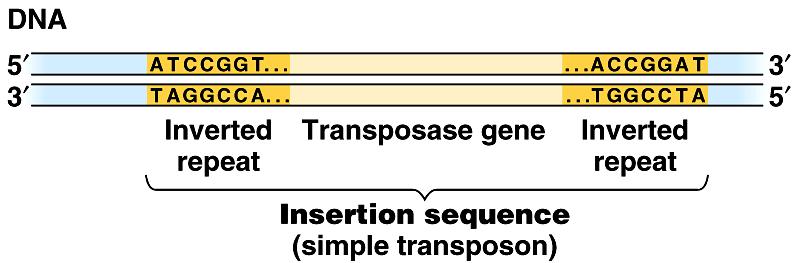 Rearrangements in the genome Transposons transposable genetic element piece of DNA that can move from one location to another in cell s genome One gene of an insertion sequence codes for transposase,