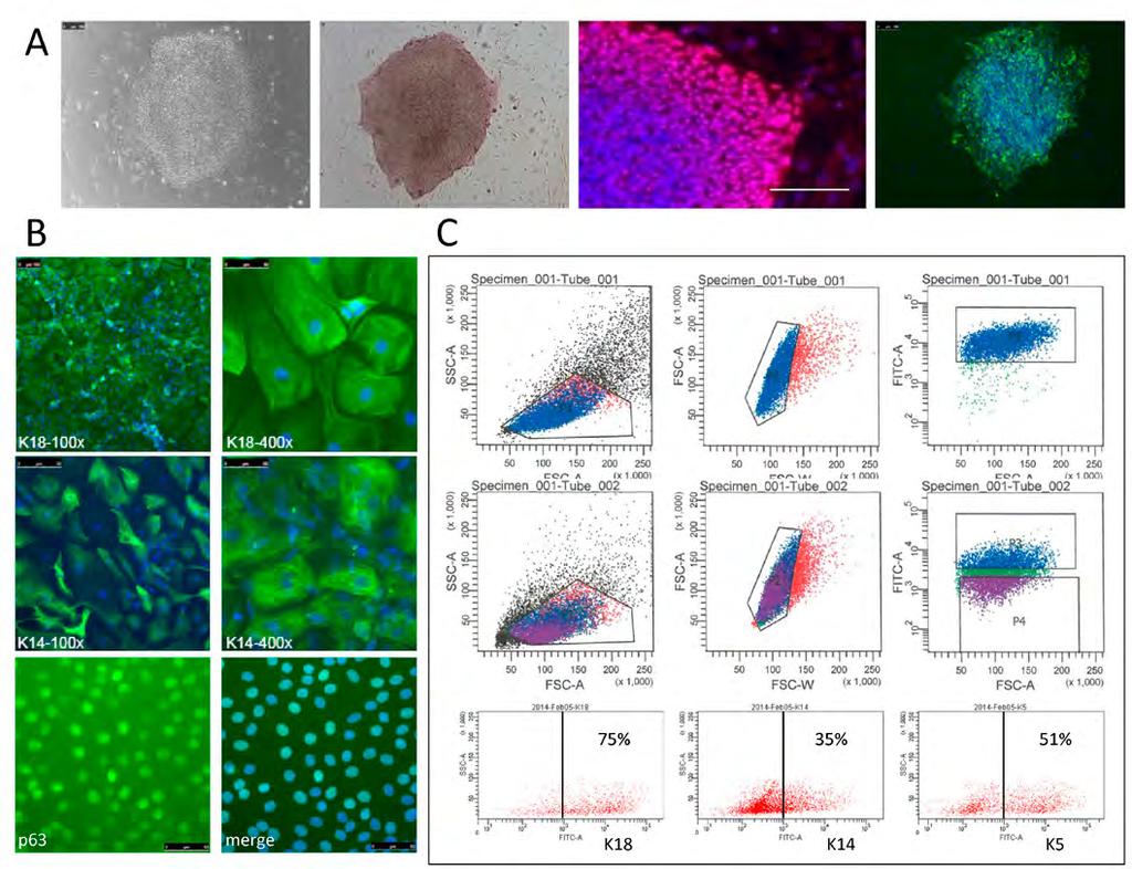 Human Genetics Fig. 3: Generation of epidermal keratinocytes by differentiation of induced pluripotent stem cells.