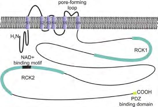 Molecular and Cellular Pharmacology Identification of Potential Novel Inter - action Partners of the Sodium- Activated Potassium Channels Slick and Slack in Mouse Brain and their Respective