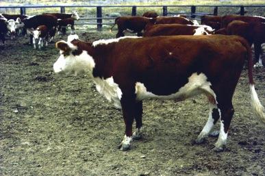 (1980) Byers (1982) NRC (1996) BCS Change for Cows With High or Low Milk Production During Summer Grazing Effect of Nutrition on Reproduction Body