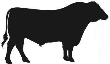 Bull Selection Criteria #1 Breed #2 Conformation #7 Polled #5 Pedigree