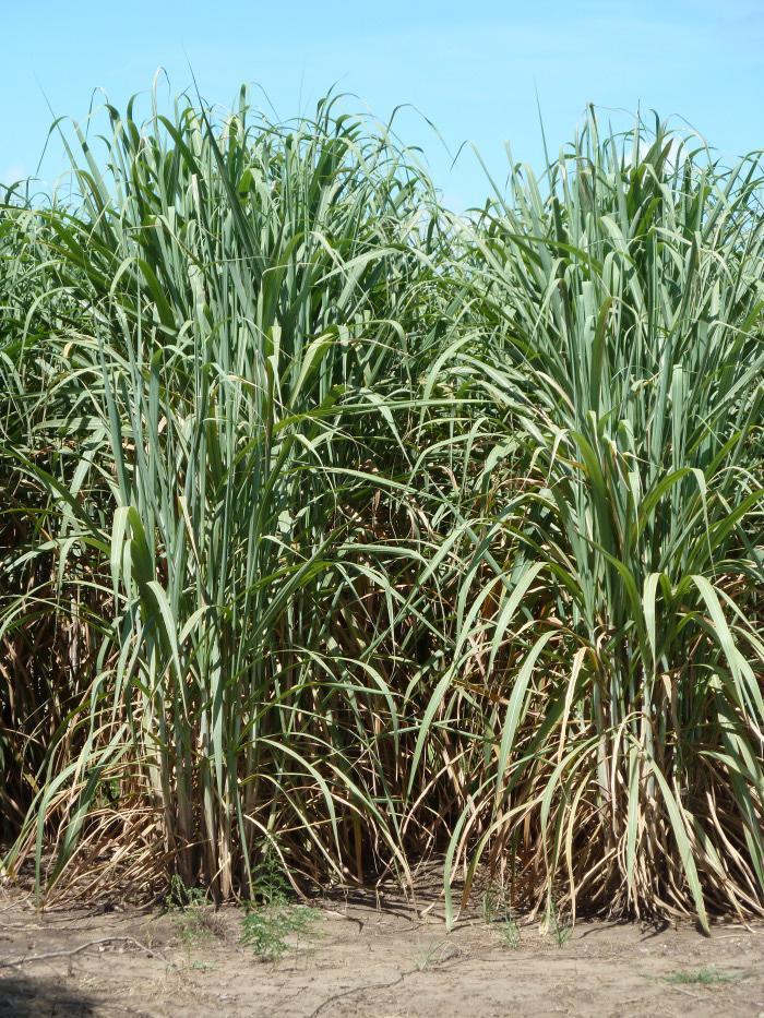 Sugarcane Ethanol Production in Malawi 23,000 ha plantations, 20,000 estate plantations, 3,000 ha outgrower schemes Dwangwa, Central Region: 8,000 ha fuel ethanol