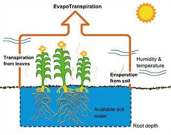 CROP WATER REQUIREMENT Crop water requirement = Evaporation +Transpiration +Seepage below the Ground +