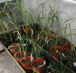 4. In vitro mutagenesis - eldana Putative tolerant plants: