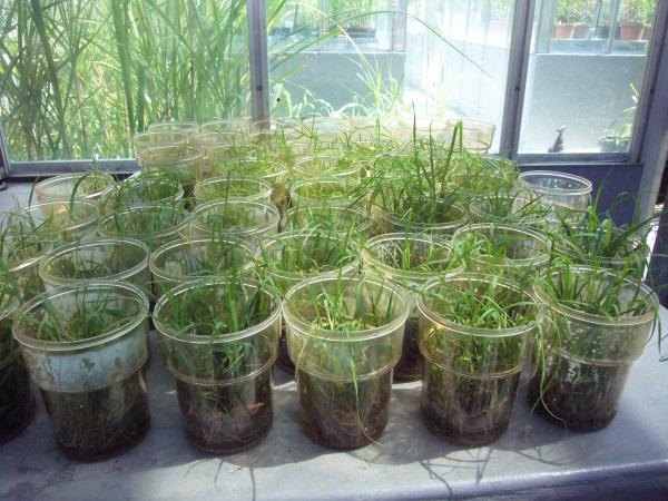 Sett germination in vitro Holding plantlets