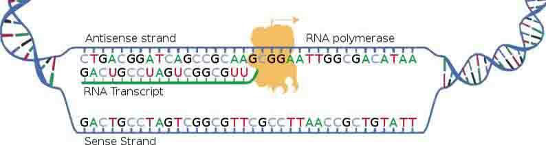 Replication, Transcription, Translation MAKING DNA Making a copy of the genetic material = Replication When you think replication think duplication Q: Where does replication occur in prokaryotes?