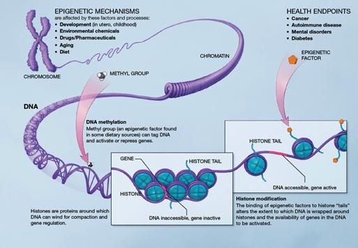 What is Epigenetics?