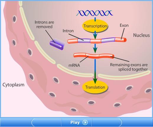 Section 2 Gene Regulation and