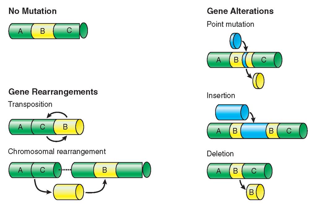 Section 2 Gene Regulation and