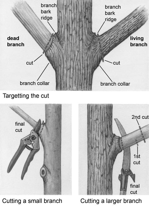 cut branches up to 1.5 inches; and once again, the by-pass style is preferred. Sanitizing tools helps prevent the spread of disease from infected to healthy trees.