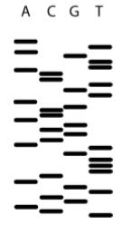 2009/10 Answer ALL parts (a), (b) and (c). (a) The DNA sequence of a gene that encodes a bacterial protein of interest is given below.