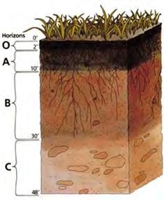 Carbon Sequestration Carbon stored in vegetation, soil, or the ocean, which is not readily released as a CO 2, is said to be