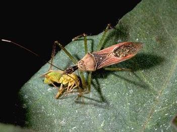 Biological control Any activity of one species that reduces the adverse