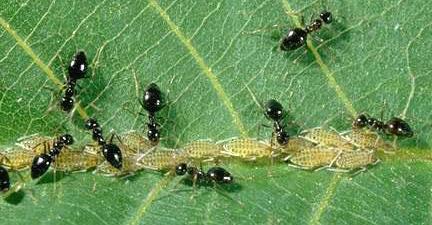 Aphids Ants