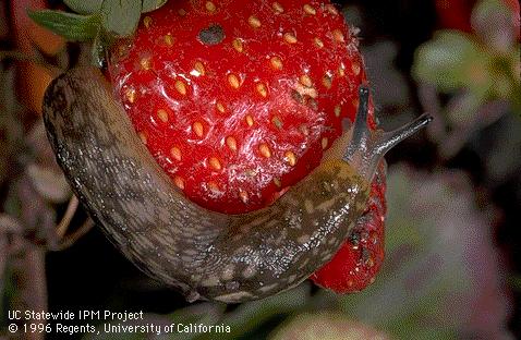 IPM for slugs & snails Recognize habitat that favors slugs and snails