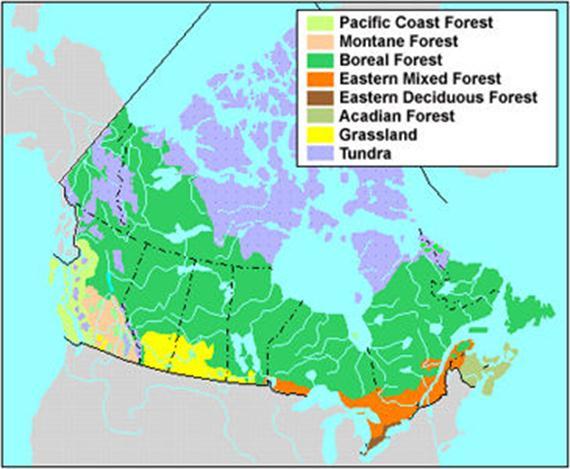 In Saskatchewan, the Boreal Forest is described