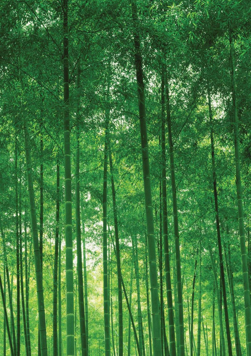 Summary Plantation is excited about the opportunity to work with you. Please contact any of our team members to discuss your project and potential options further. Think bamboo, think Plantation!
