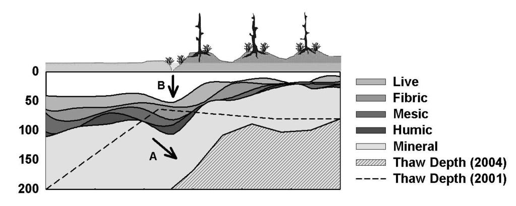 55 Figure 2. Soil profile, permafrost and soil subsidence across the transect. Soil profile across the transect. Maximum thaw depth in 2001 is indicated by the dashed line.