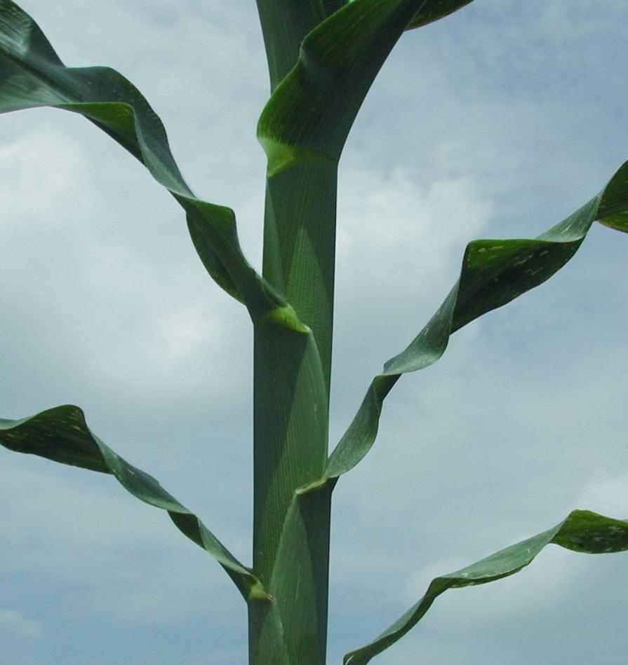 Leaf Collar Abendroth, L., R. Elmore, M. J. Boyer and S. K. Marlay. 2011. Corn Growth and Development.