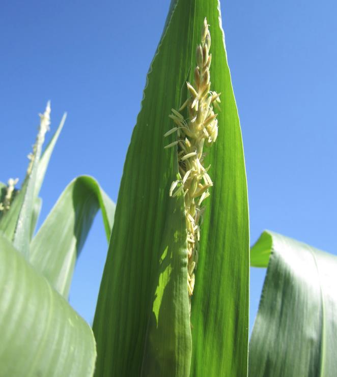 Trapped Tassel Drought/heat hurts pollination Timing of pollen drop and silking Dries out pollen